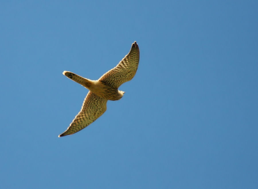 Acrobazie del Gheppio